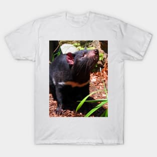 Tasmanian Devil T-Shirt